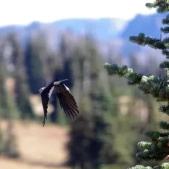 Clark's Nutcracker thumbnail 1