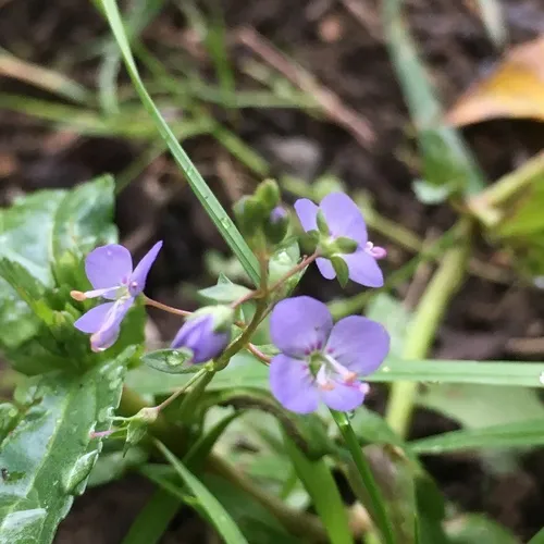 American brooklime