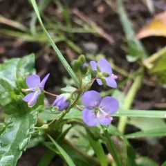 American brooklime thumbnail 1