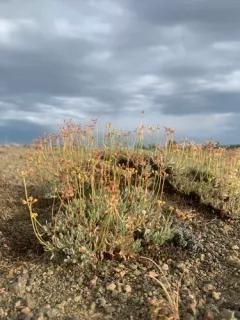 Cusick's Buckwheat thumbnail 2