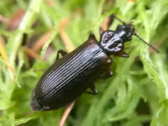 Black Pythid Beetle thumbnail 3