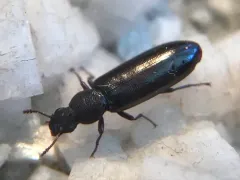 Boros unicolor thumbnail 3