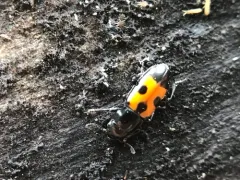 Glischrochilus moratus thumbnail 3