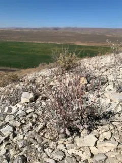 Eriogonum calcareum thumbnail 4