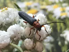 Oberea schaumii thumbnail 3