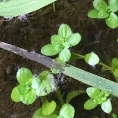 Pond water-starwort thumbnail 2