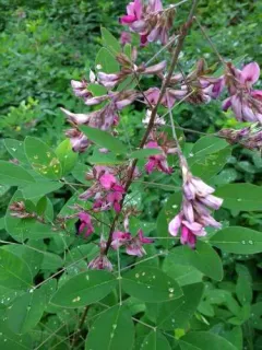 shrub lespedeza thumbnail 3