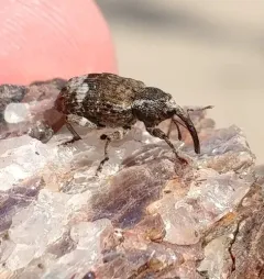 Conotrachelus neomexicanus thumbnail 1