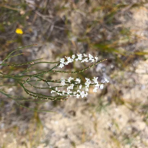 Coastal jointweed