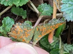 Mock Strawberry Rust thumbnail 2