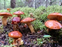 Boreal Bolete thumbnail 2