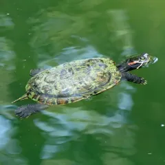 Pond Slider thumbnail 1