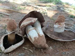 Pavement Mushroom thumbnail 1