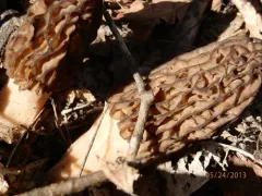 Morchella septentrionalis thumbnail 2