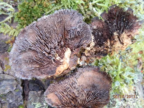 Daedaleopsis septentrionalis