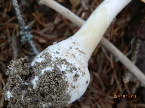 Russula-like Amanita
