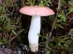 emetic russula thumbnail 2