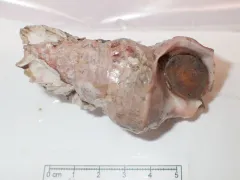 glacial whelk thumbnail 2