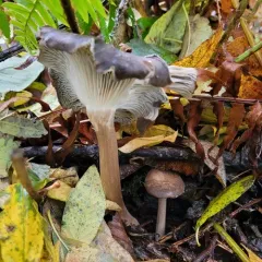 Gerronema atrialbum thumbnail 4