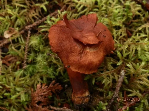 cinnabar webcap