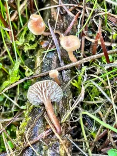 Lentinellus tridentinus thumbnail 2