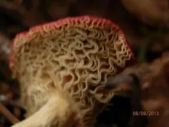 Golden Brittlegill thumbnail 1