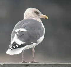 Slaty-backed Gull thumbnail 3