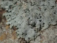 Rock Axil-bristle Lichen thumbnail 3