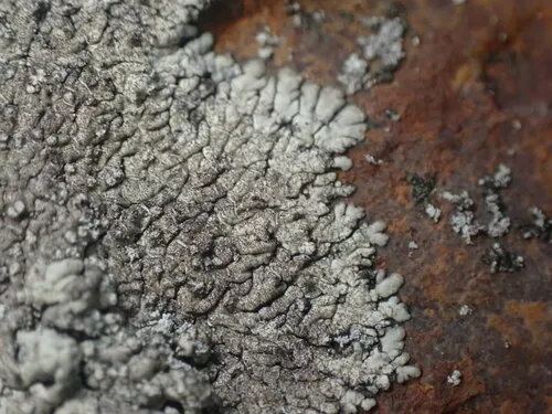 Frost's Medallion Lichen