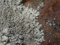 Frost's Medallion Lichen thumbnail 1
