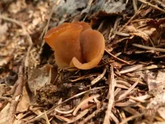 Otidea unicisa thumbnail 2