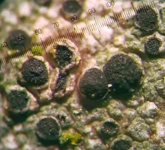 Amandinea dakotensis thumbnail 1