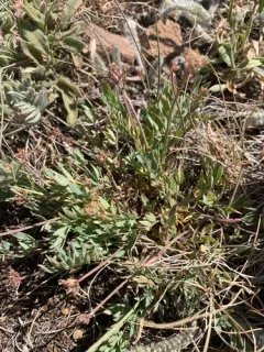 Greenman's Biscuitroot thumbnail 2