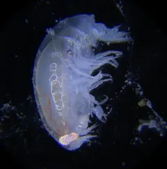 Opisa tridentata thumbnail 1