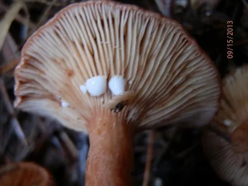 Liver Milkcap