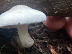 Clitopilus cystidiatus thumbnail 3