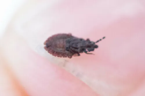 Aradus antennalis