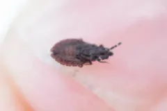 Aradus antennalis thumbnail 1