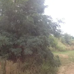 black locust thumbnail 1