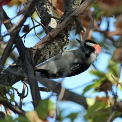 Downy Woodpecker thumbnail 2
