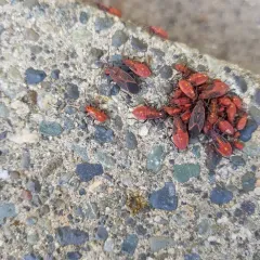 Western Boxelder Bug thumbnail 2