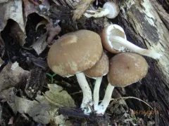 Psathyrella pseudovernalis thumbnail 1