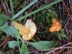 Orange Waxcap thumbnail 3