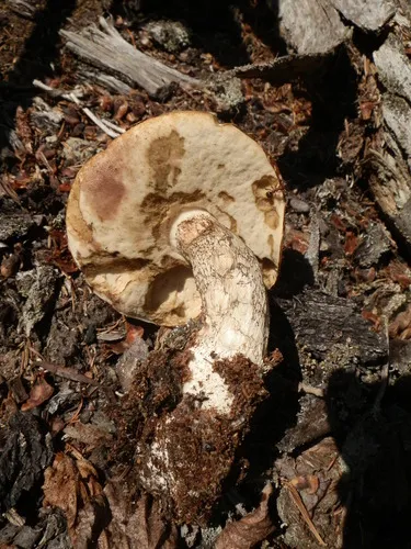 Leccinum atrostipitatum