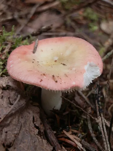 Russula bicolor