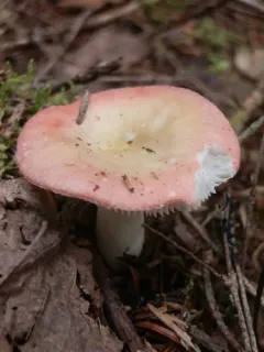 Russula bicolor thumbnail 1