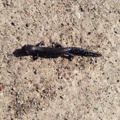 Blue-spotted Salamander thumbnail 3