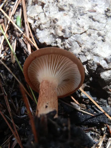 spring funnel