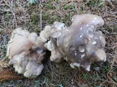Spruce Tooth thumbnail 1