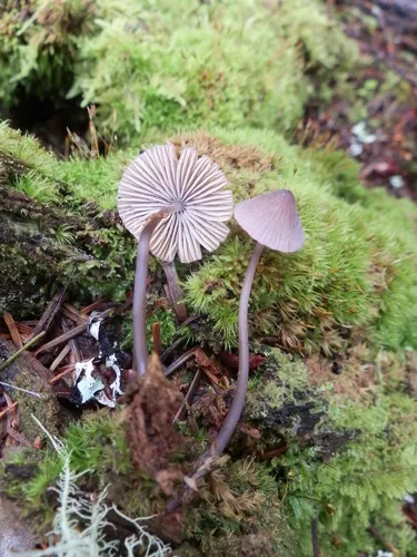 Alkaline Mycena
